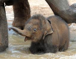 Fuzzy Elephant Cute Baby Elephant Baby Elephant Cute Baby Animals