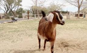 Daily Cute This 3 Legged Goat Couldn 39 T Be Happier Care2 Causes Animals Pets Network For Good