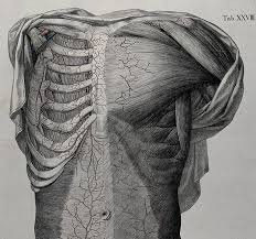 Learn Why Rib Tissue Pain Is Such A Common Yet Undiagnosed Cause Of Trunk Pain