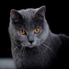Image result for chartreux