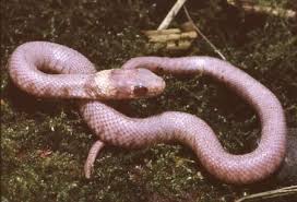 pink snake albino grass snake pink snake snake let them talk