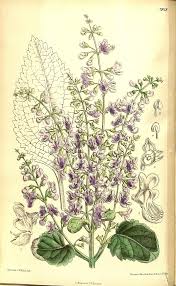 Image result for Plectranthus chimanimanensis