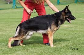 Black And Tan Puppies German Shepherd Faded Bi Color Gsd German Shepherd Dogs German Shepherd Puppies Dog Hoodie