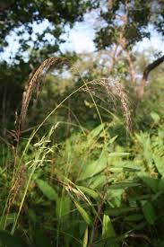 Image result for Sorghastrum stipoides