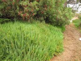 Image result for Sarcocornia