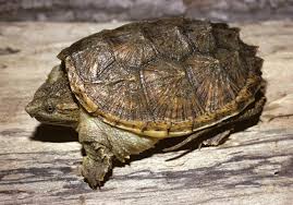 Turtle A Message From One Of Our Spirit Animals Snapping Turtle Common Snapping Turtle Turtle Symbolism