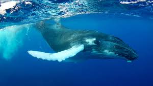 Packard's first thought was that a great white shark had attacked him, but he felt no teeth and could sense no obvious wounds. Fascinating Humpback Whale Facts