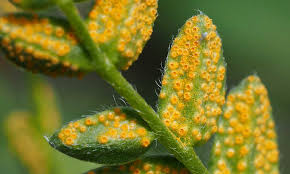 Check spelling or type a new query. Rust Fungus Frustration Treating Rust Disease Epic Gardening