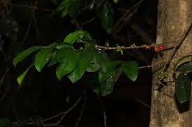 Image result for Tricalysia pallens