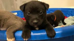 Puppies for adoption, puppies for sale, free puppies Pet Adoption Events Scheduled At Petsmart On Millerville