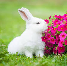 The principle is much the same as having actual insurance; Pin By Lydia Moore On Bunnies In 2021 Beautiful Rabbit Animals Beautiful Pets