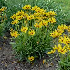 Coreopsis Grandiflora Sunkiss Walters Gardens Inc