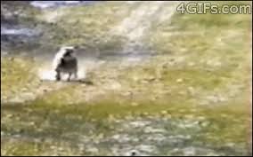 Attack Retreat Funny Animal Pictures Funny Animal Videos Cute Funny Animals