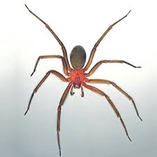 Black widow spiders are nocturnal and typically keep to themselves unless they're bothered — but watch out when that happens, because they can lash now that you know that there black widows in arizona, let's start with some of the most common questions that phoenix homeowners should know. Venomous Spiders In Florida Florida Department Of Agriculture Consumer Services