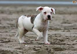 Common coat colors are white and predominately white with patches of brindle, black, or red. American Bulldog Dog Breed Facts Highlights Buying Advice Pets4homes