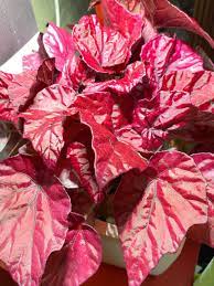 8 gestes pour les maintenir en pleine forme. Begonia Rex Hybride Rouge Intense Et Eclatant Paris Cote Jardin