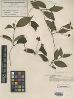 Image result for Sabicea