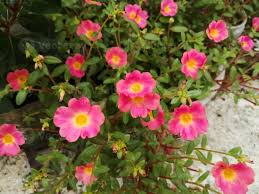 Image result for Portulacaceae