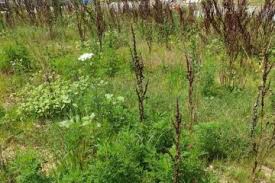 Check spelling or type a new query. Servicii Toaletari Arbori Defrisari Tocare Arbori