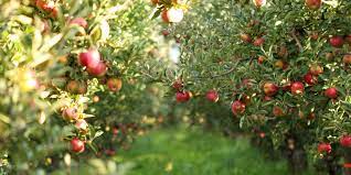 Broadcast dry fertilizers over the root zone of fruit plants and water in fertilizers if rainfall is not expected. Apples Peaches Pears And Plums When To Fertilize Fruit Trees