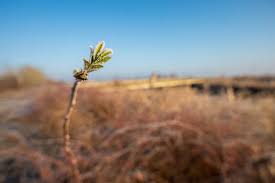 70+ Winter Rose Red Prickly Rose Stock Photos, Pictures & Royalty-Free  Images