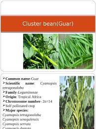 Image result for Cyamopsis senegalensis