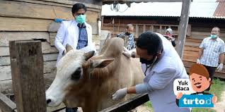 Memahami hukum islam tentang penyembelihan hewan kompetensi dasar : Perbedaan Qurban Dengan Aqiqah Dan Mana Yang Harus Didahulukan