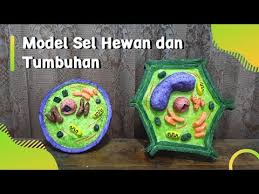 Sel hewan adalah dan tumbuhan. Model Sel Hewan Dan Tumbuhan Kelas Vii Smp Youtube