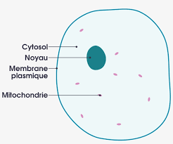 Check spelling or type a new query. Simple Diagram Of Animal Cell Simple Animal Cell Diagram 1280x983 Png Download Pngkit