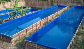 Cara Budidaya Ikan Gurame Dalam Kolam Yang Berkualitas Kolam Ikan Tanaman