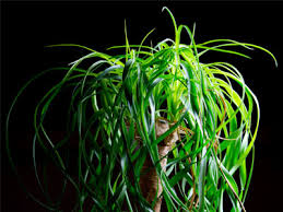 The aspca recognizes more than 500 plants as toxic to animals. Ponytail Palm Care Growing Watering Requirements Propagation Plant Index
