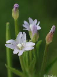 Image result for Epilobium