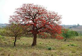 Image result for Erythrina abyssinica