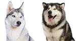 Alaskan Malamute Dog Breed Information