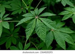 Image result for Cleome maculata