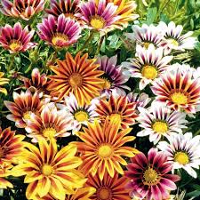 Sommerblumen Helfen Ihnen Einen Garten Voller Farben Zu Kreieren Durreresistente Pflanzen Sommerblumen Einjahrige Pflanzen