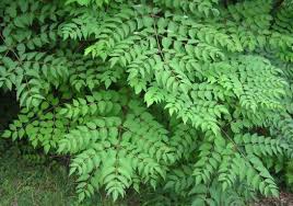 Image result for Dovyalis spinosissima