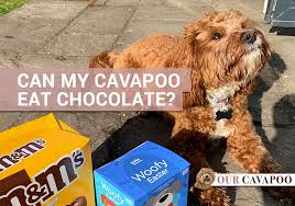 Using the calculator found above, we can see that for a dog of georgia's size, 3 ounces of baking chocolate delivers a dose of 73.33 milligrams per kilogram. Can My Cavapoo Dog Eat Chocolate Our Cavapoo