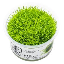 Image result for Utricularia