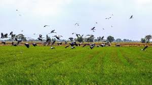 Faire Fuir Oiseaux Du Jardin Oiseaux Des Jardins Oiseaux Comment Faire
