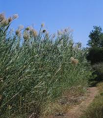 Image result for Phragmites karka