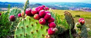 A novel solution to oil spill recovery; Is Cactus Gas The Future Of Biofuel Oilprice Com