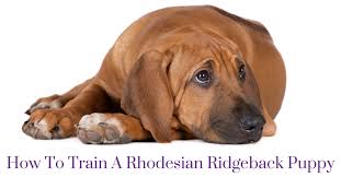 The rhodesian ridgeback is the hound group's answer to a somewhat protective dog. The Care And Keeping Of Rhodesian Ridgeback Puppies Thedogtrainingsecret Com Thedogtrainingsecret Com