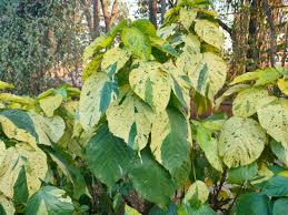 Image result for Acalypha