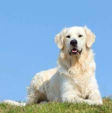 The Truth About English Cream (White) Golden Retrievers - PetHelpful