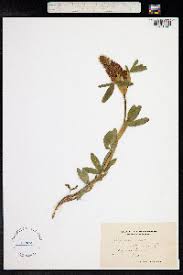Image result for Trifolium semipilosum