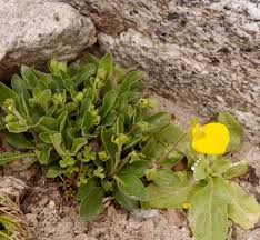 Image result for Calceolariaceae