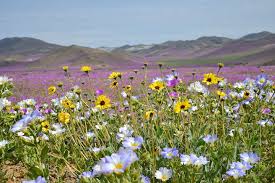 Maybe you would like to learn more about one of these? San Diego Senior Flower Outings Spring 2017