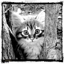 Newbie Kitten
