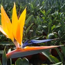 Peut on rempoter un oiseau du paradis en ce mois d'avril et comment traiter les cochenille je crois que. Oiseau Du Paradis Jardiland